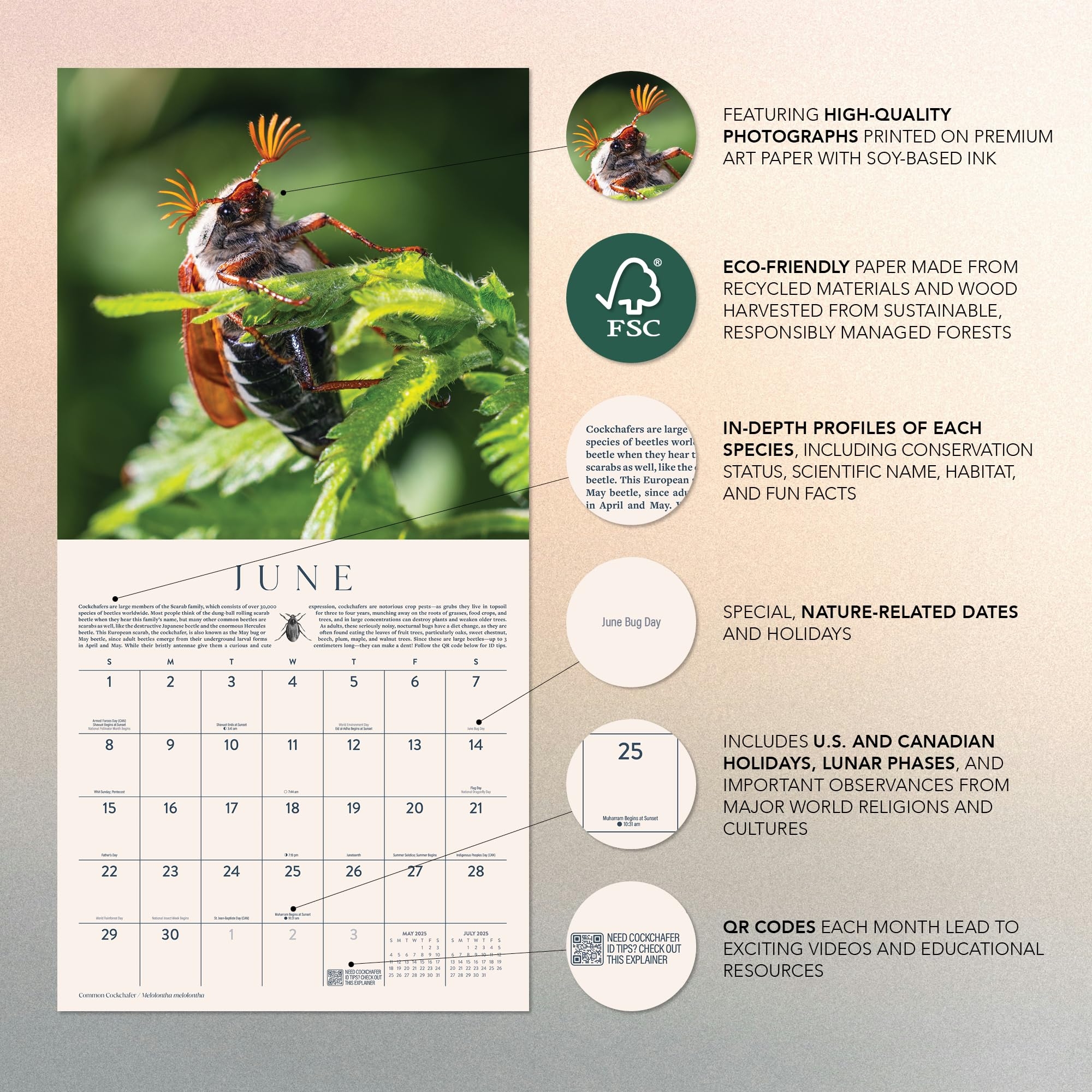 Amazon Bugs Calendar 2025 12 X 24 Beautiful Beasts Bugs Insects And Other Fantastic Creatures 12 Month Marble City Press Backyard Entemologist Dragonflies Spider Butterfly 2024 2025 Calendar Office Products